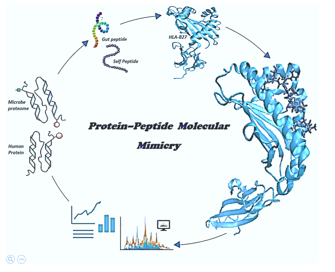 A Jupyter Book presenting an exploratory and educational computational workflow to study proteinโpeptide molecular mimicry in the HLA-B27 protein, which is associated with autoimmune diseases such as ankylosing spondylitis. The book covers peptide screening, docking, molecular dynamics simulations, trajectory correction, and post-MD analysis, with an emphasis on methodological understanding and hands-on learning.